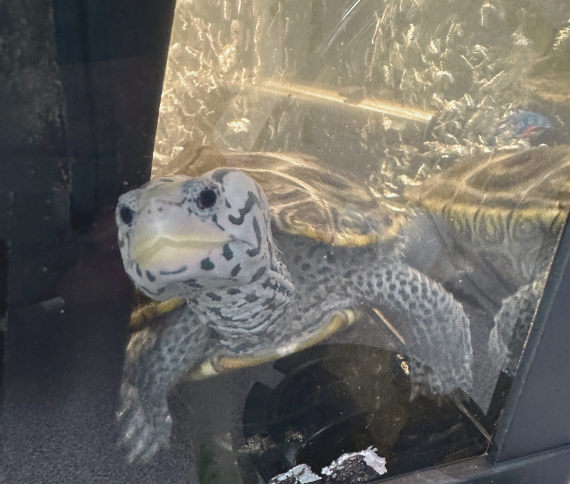 Cleopatra the Turtle at PGCPS Bonnie F Johns